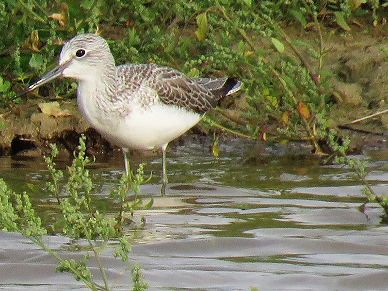 Piro piro ?  No, Pantana (Tringa nebularia)